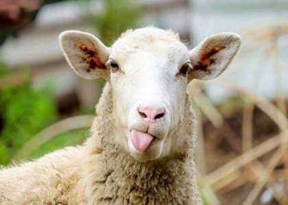 فروش گوسفند با کارت ملی