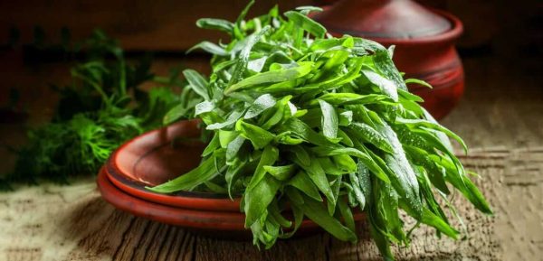 دیابت | بیماری تاثیر این گیاه دارویی بر بیماری دیابت