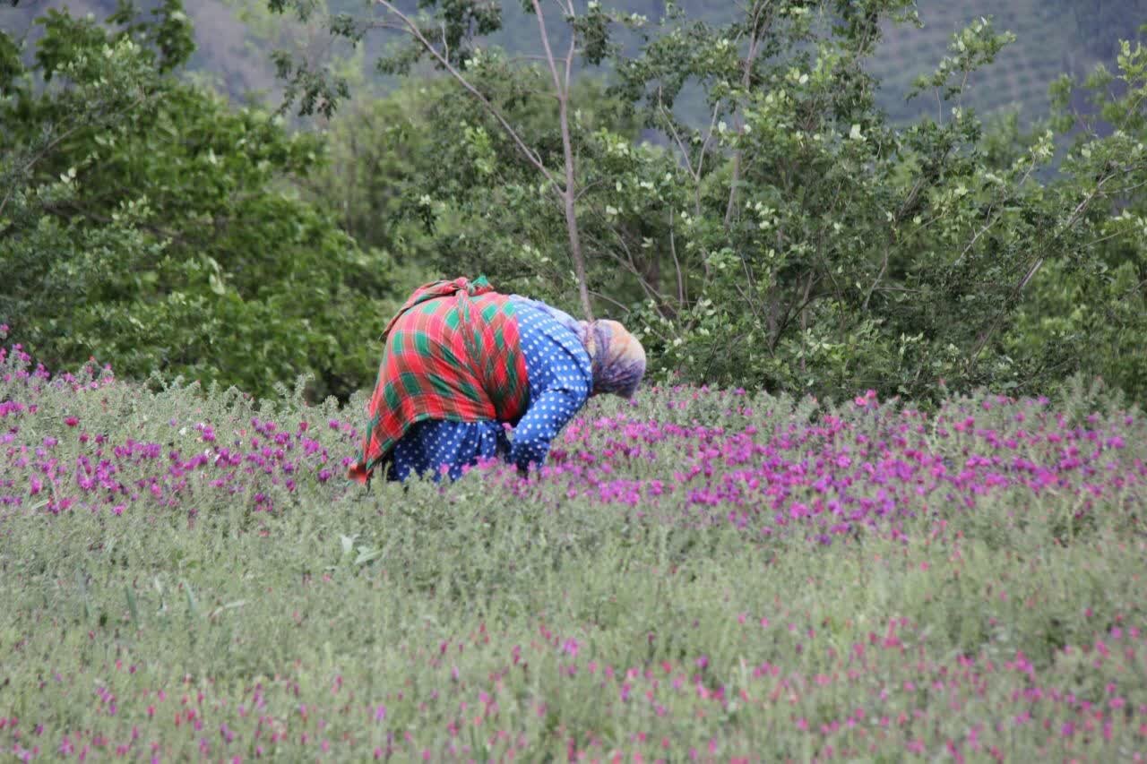 ۸۵ درصد گل گاوزبان کشور در این شهرستان تولید می شود